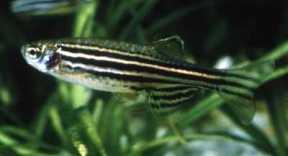 Zebrafish Model Organism