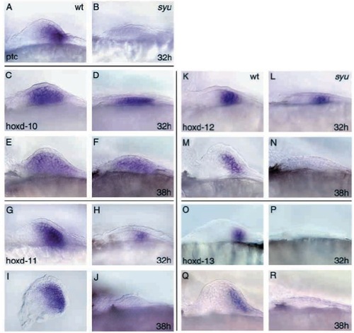 Zfin All Figures Neumann I Et Al I 1999