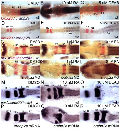 ZFIN All Figures, Cai <i>et al.</i>, 2012
