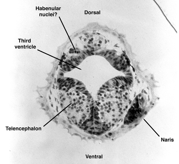 ZFIN 48 hrs lateral, picture 1