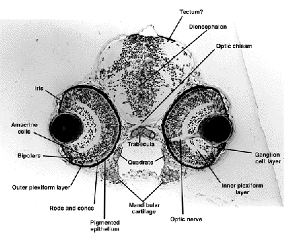 zebrafish embryo brain